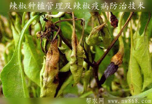 辣椒种植管理及辣椒疫病防治技术