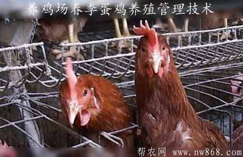养鸡场春季蛋鸡养殖管理技术