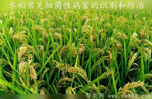 水稻种植与防病：水稻常见细菌性病害的识别和防治