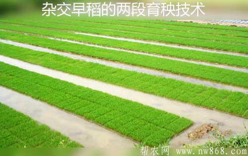 杂交水稻种植经验——杂交早稻的两段育秧技术