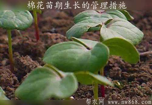 棉花种植经验：棉花苗期生长的管理措施