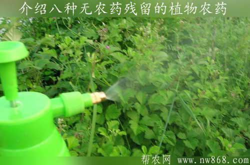 介绍八种无农药残留的植物农药