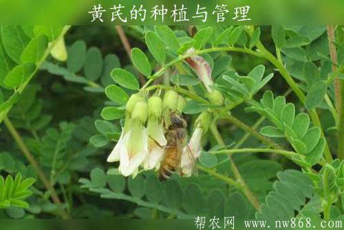 黄芪的功效与作用|黄芪的种植与管理