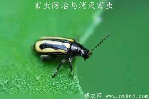 害虫防治与消灭害虫