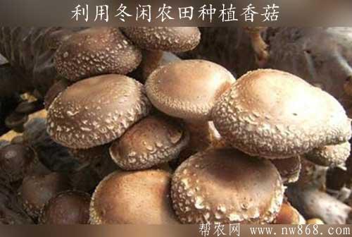 食用菌种植经验：利用冬闲农田种植香菇