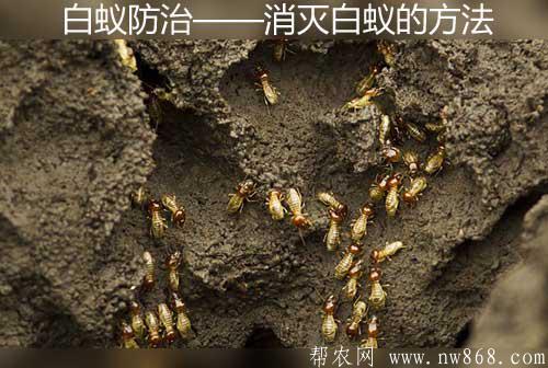 白蚁防治——消灭白蚁的方法
