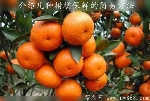 介绍几种柑橘保鲜的简易方法