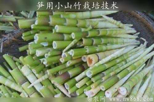 竹笋的功效和作用——介绍一种笋用小山竹栽培技术