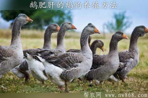 鹅肥肝的鹅的养殖方法|鹅肥肝是什么鹅的肝