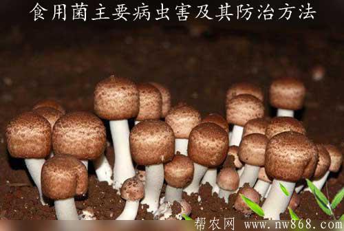 食用菌主要病虫害及其防治方法