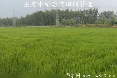 水稻种植经验——杂交中稻后期田间管理
