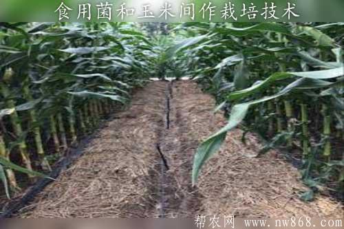 食用菌和玉米间作栽培技术