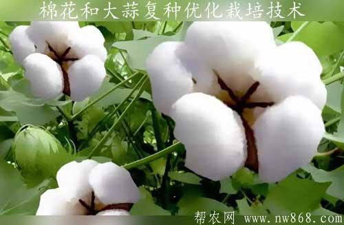 棉花和大蒜复种优化栽培技术