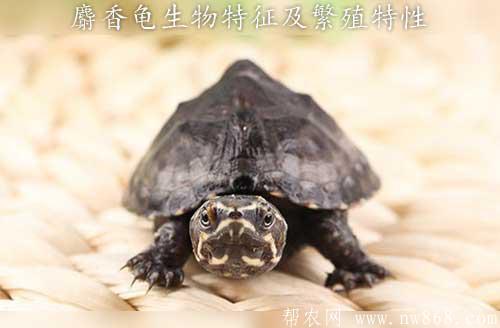麝香龟生物特征及繁殖特性