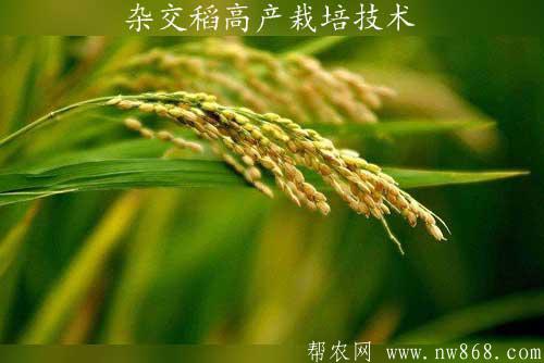 杂交稻高产栽培技术
