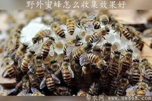 野外蜜蜂怎么收集效果好