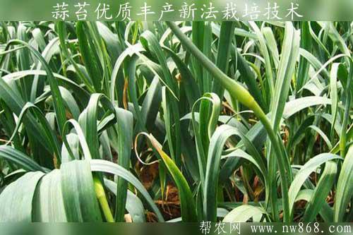 蒜苔优质丰产新法栽培技术
