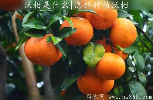 沃柑是什么|怎样种植沃柑