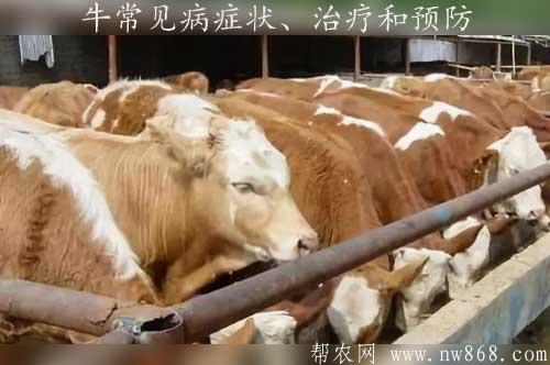 养牛场必读——牛常见病症状、治疗和预防