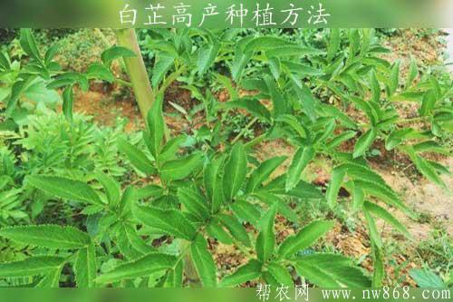 白芷亩产800公斤干品药材种植方法