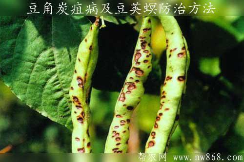 豆角炭疽病及豆荚螟防治方法