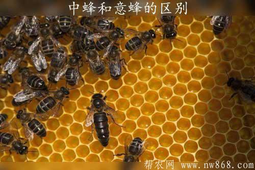 中蜂和意蜂的区别是什么|中蜂和意蜂的蜜哪个好