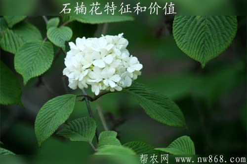 石楠花特征价值|石楠花图片欣赏