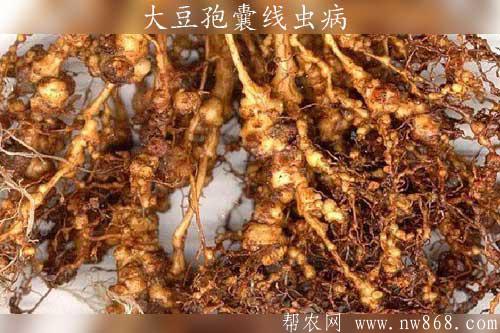 大豆发生孢囊线虫（火龙秧子）病怎样防治