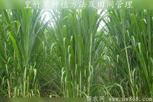 皇竹草种植方法及田间管理