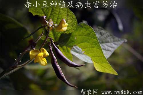 赤小豆种植及病虫害防治