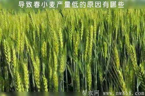 导致春小麦产量低的原因有哪些