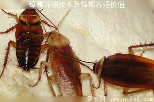 蟑螂养殖技术及蟑螂养殖价值
