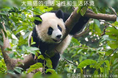 大熊猫的生活习性和生活环境
