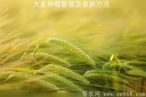 大麦种植管理及收获方法