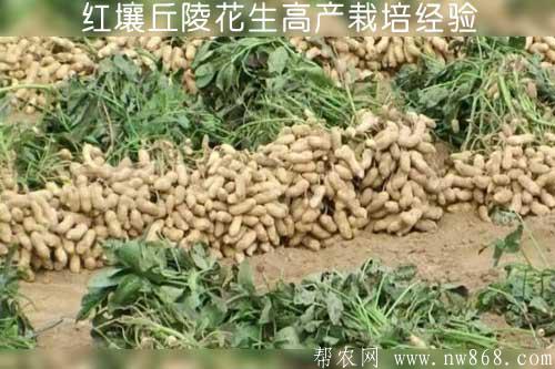 红壤丘陵花生高产栽培经验