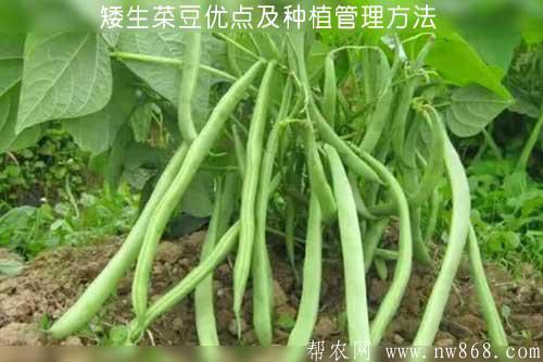 矮生菜豆优点及种植管理方法