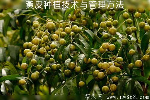 黄皮种植技术与管理方法