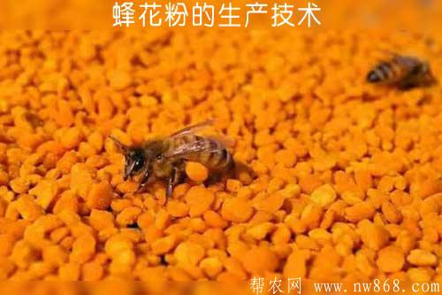 蜂花粉的生产技术