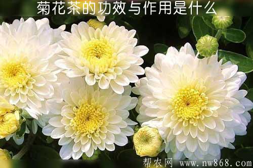 菊花茶的功效与作用是什么