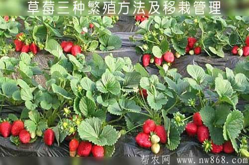 草莓三种繁殖方法及移栽管理