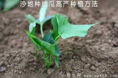 沙地种地瓜高产种植方法