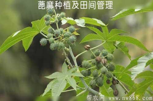 蓖麻种植及田间管理