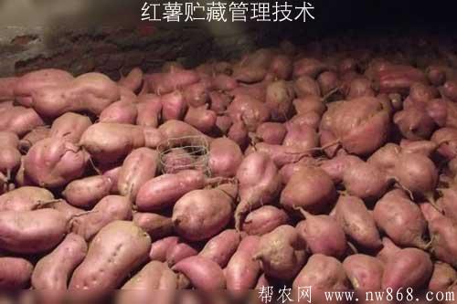 红薯贮藏管理技术