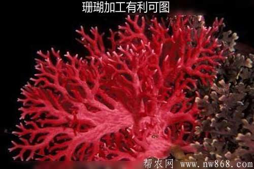 珊瑚加工有利可图