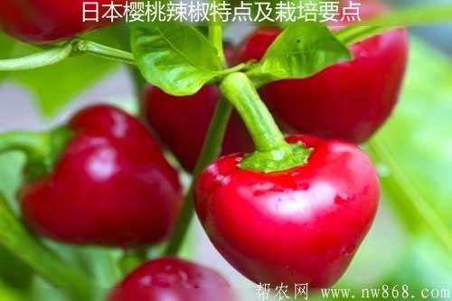日本樱桃辣椒特点及栽培要点
