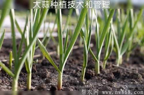 大蒜种植技术和管理——蒜瓣幼芽再生叶苔怎么办