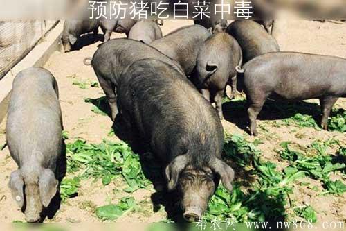 预防猪吃白菜中毒