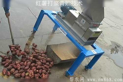红薯打浆青贮技术​|水稻增产方法