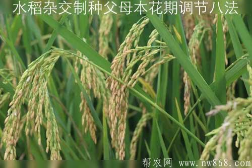 水稻杂交制种父母本花期调节八法