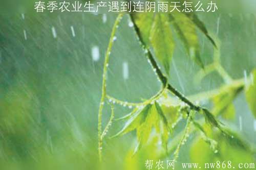 春季农业生产遇到连阴雨天怎么办